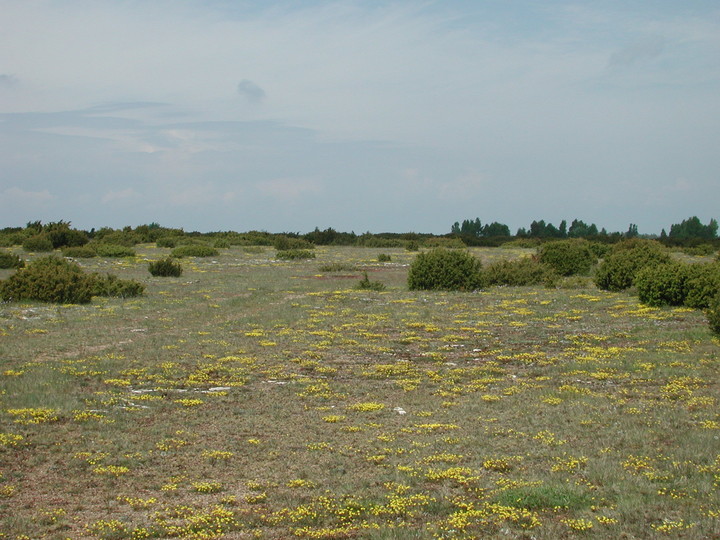 Helianthemum oelandicum