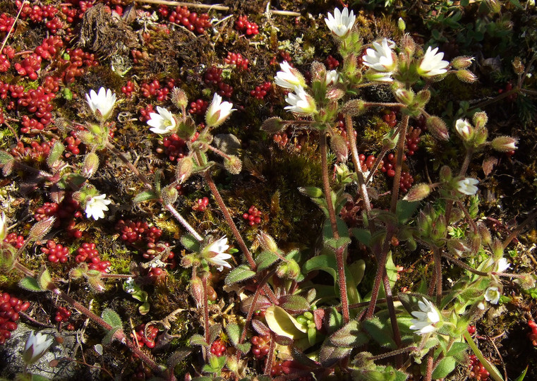 Cerastium pumilum ssp. pumilum