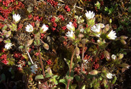 Cerastium pumilum ssp. pumilum