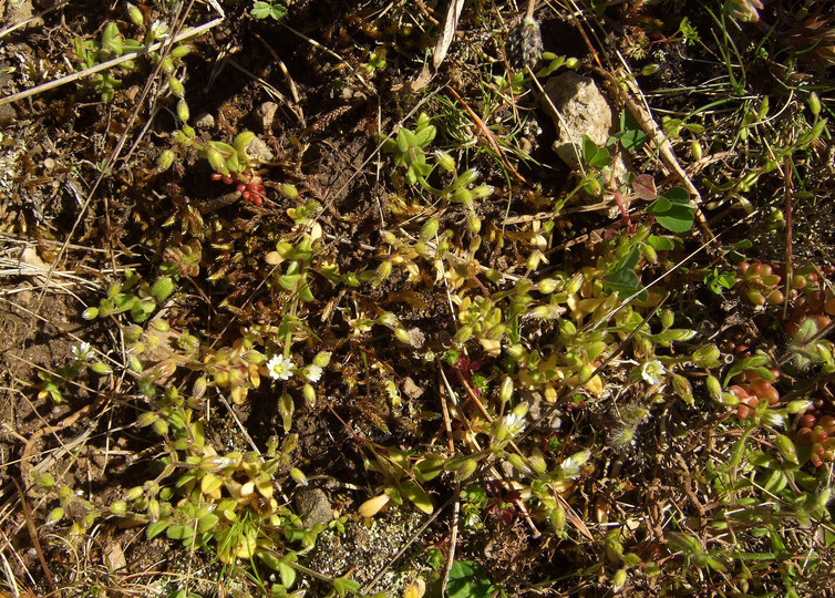 Cerastium pumilum ssp. pumilum