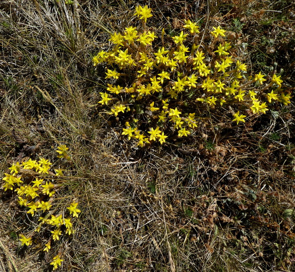 Sedum acre