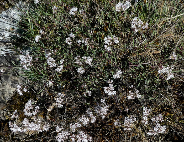 Gypsophila fastigiata