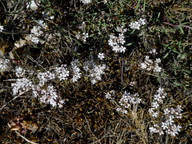 Gypsophila fastigiata