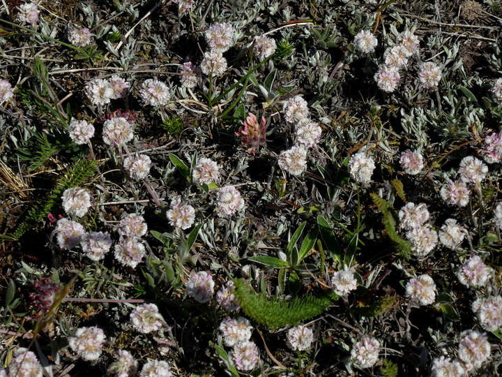 Antennaria dioica