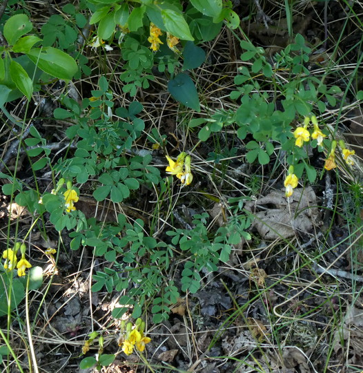 Hippocrepis emerus