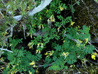 Hippocrepis emerus