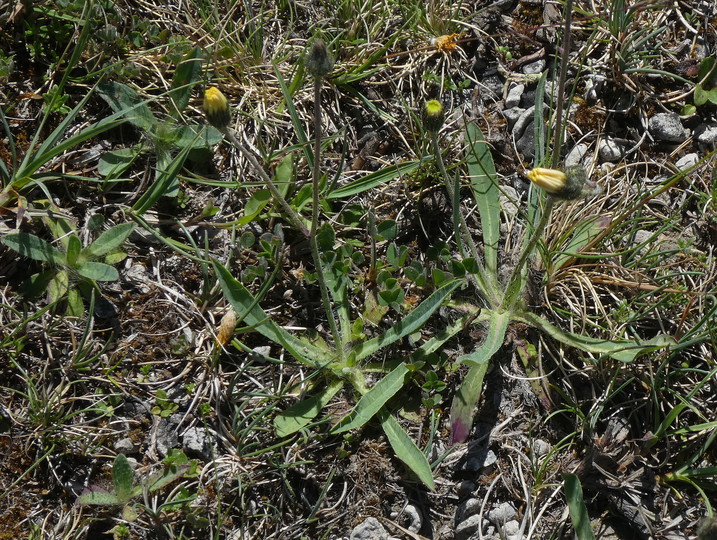 Pilosella dichotoma