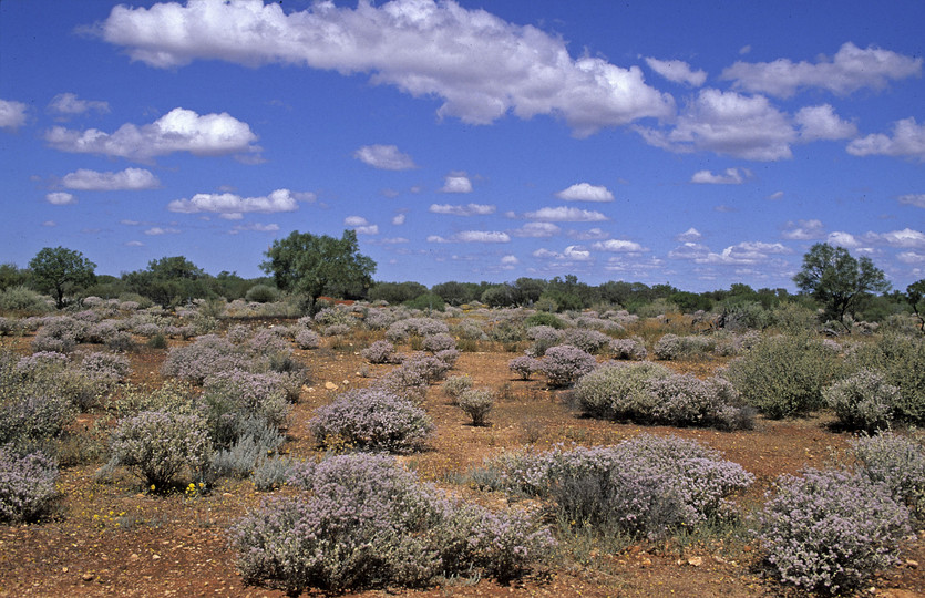 Ptilotus obovatus