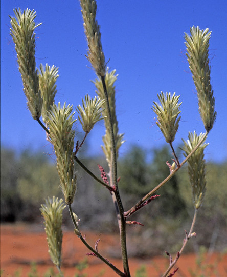 Ptilotus polystachys