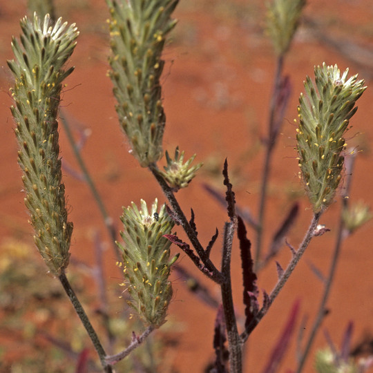 Ptilolotus polystachys