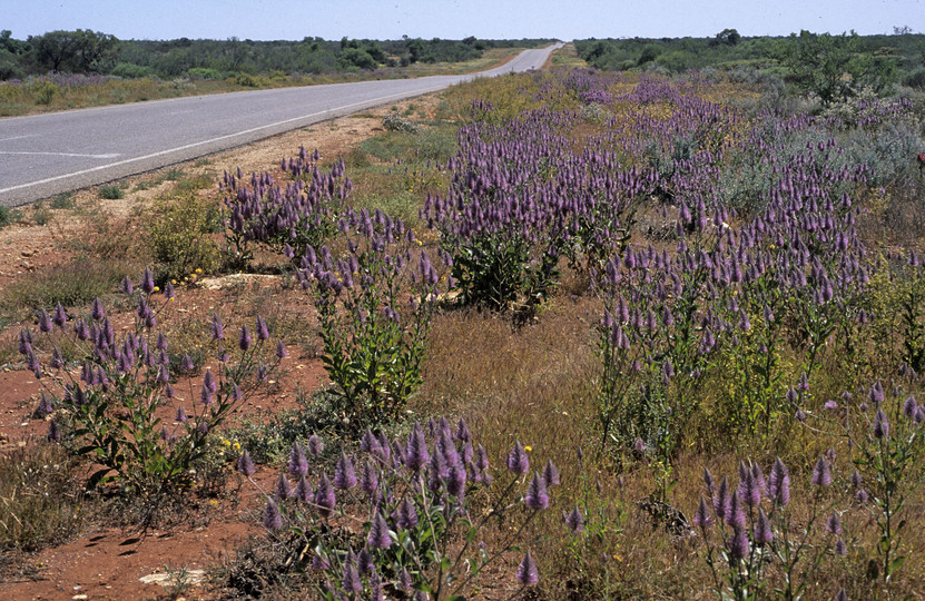 Ptilotus exaltatus