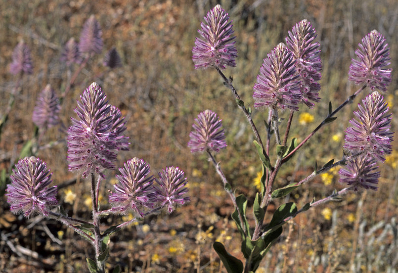 Ptilotus exaltatus