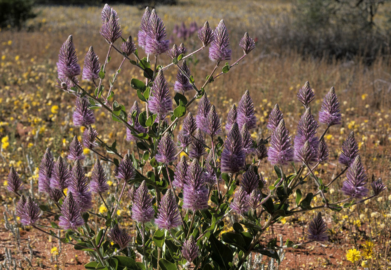 Ptilotus exaltatus