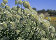 Ptilotus macrocephalus