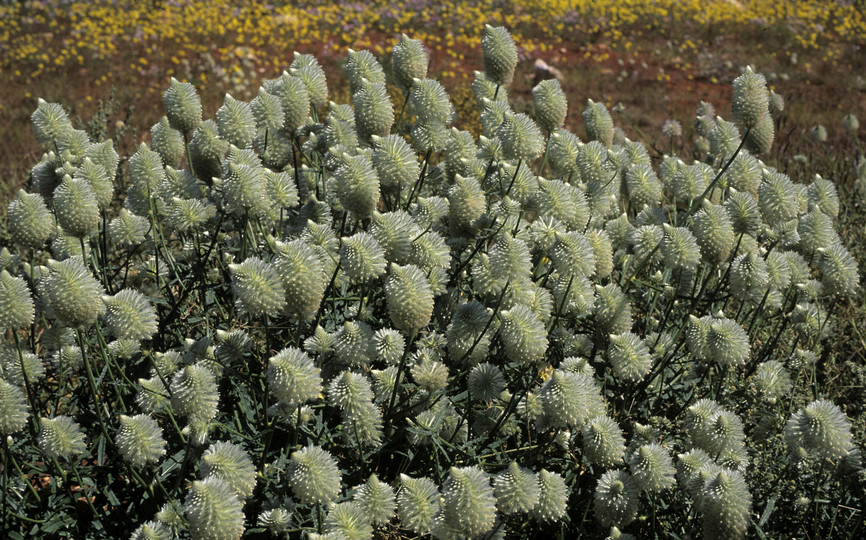 Ptilotus macrocephalus