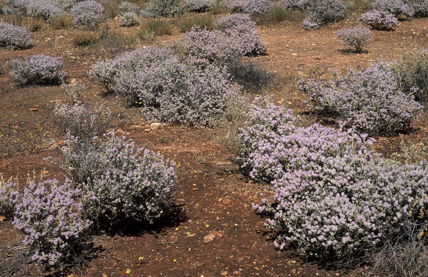 Ptilotus obovatus