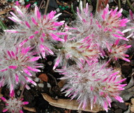 Ptilotus manglesii