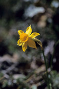 Narcissus requienii