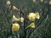 Narcissus bulbocodium