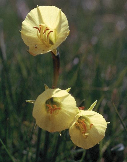 Narcissus bulbocodium