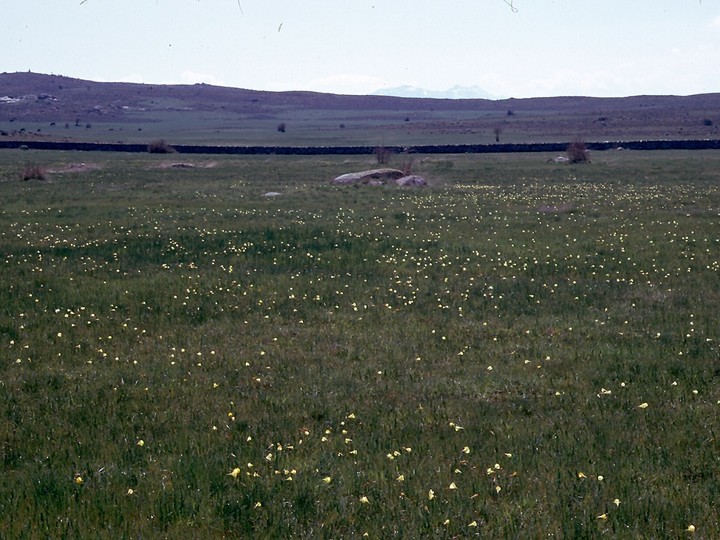 Narcissus bulbocodium