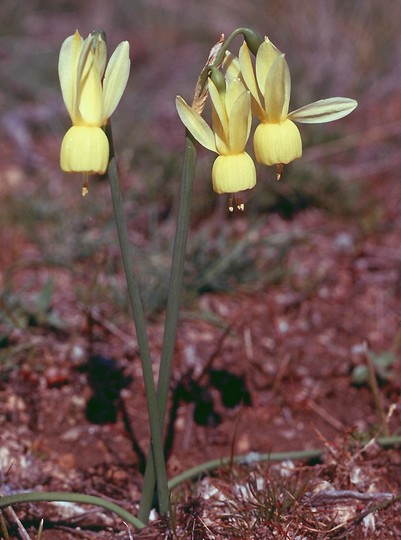 Narcissus triandrus