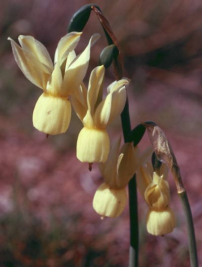 Narcissus triandrus