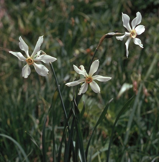 Narcissus poeticus