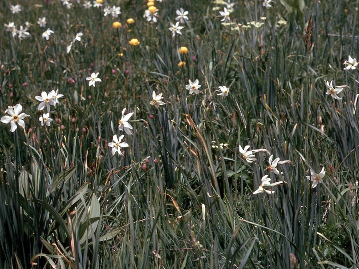 Narcissus poeticus