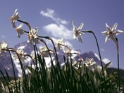 Narcissus poeticus