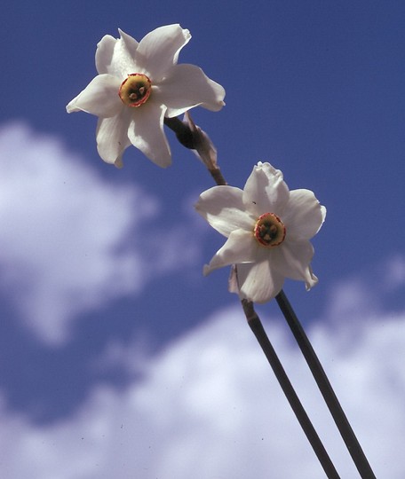 Narcissus poeticus