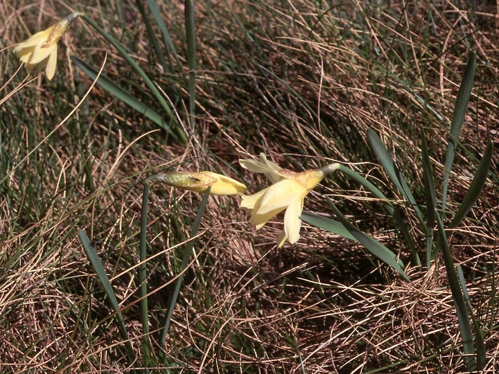 Narcissus pseudonarcissus