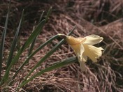 Narcissus pseudonarcissus