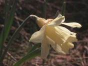 Narcissus pseudonarcissus