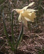 Narcissus pseudonarcissus