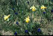 Narcissus pseudonarcissus