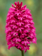 Anacamptis pyramidalis