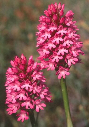 Anacamptis pyramidalis