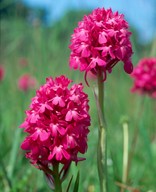 Anacamptis pyramidalis