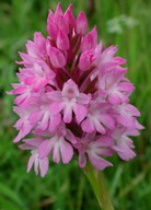 Anacamptis pyramidalis