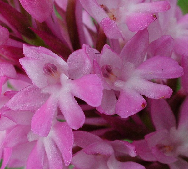 Anacamptis pyramidalis