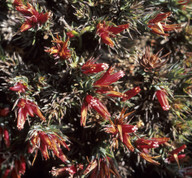 Andersonia grandiflora