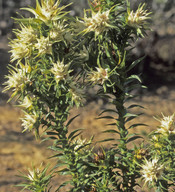 Andersonia echinocephala