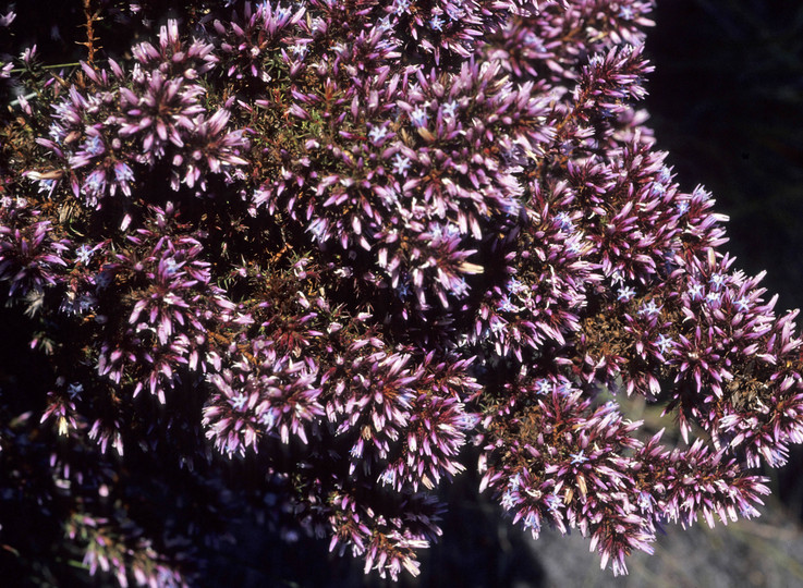 Andersonia lehmanniana