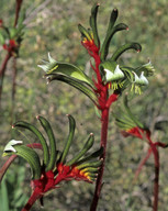 Anigozanthos manglesii