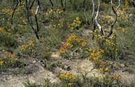 Anigozanthos humilis