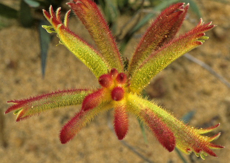 Anigozanthos humilis