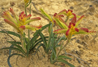 Anigozanthos humilis