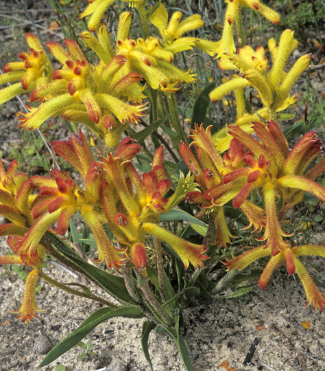 Anigozanthos humilis