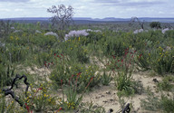 Anigozanthos manglesii